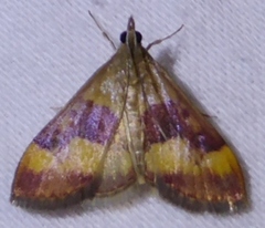 Pyrausta flavofascialis