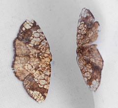 Nematocampa arenosa