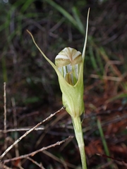 Pterostylis ophioglossa