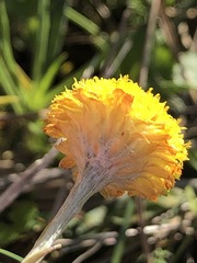 Coronidium gunnianum