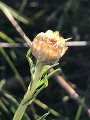 Coronidium gunnianum