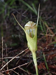 Pterostylis ophioglossa