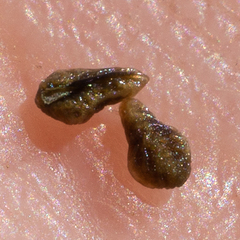 Plagiobothrys parishii