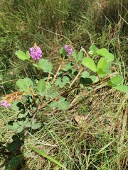 Grona heterocarpos strigosa