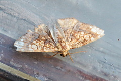 Nematocampa arenosa