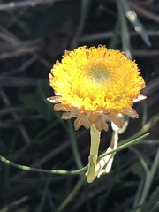 Coronidium gunnianum