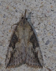 Hypena humuli