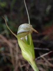 Pterostylis ophioglossa