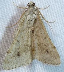 Digrammia denticulata