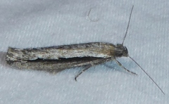 Ypsolopha flavistrigella