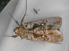 Agrapha nigra