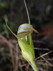 Pterostylis ophioglossa