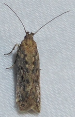 Chionodes thoraceochrella