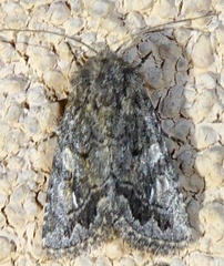 Ulolonche orbiculata