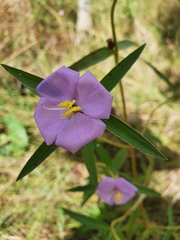 Osbeckia chinensis