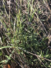 Coronidium gunnianum