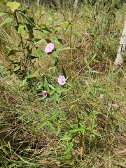 Osbeckia chinensis