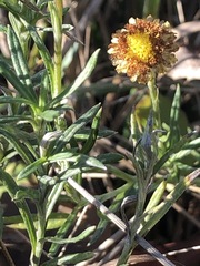 Coronidium gunnianum