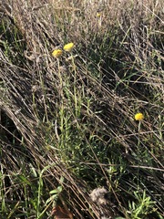 Coronidium gunnianum