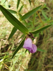 Osbeckia chinensis