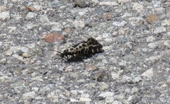 Semblis phalaenoides