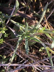 Coronidium gunnianum