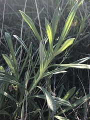 Coronidium gunnianum