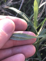 Coronidium gunnianum