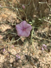 Convolvulus dorycnium