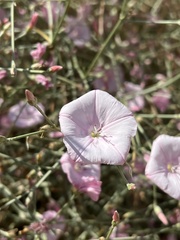 Convolvulus dorycnium