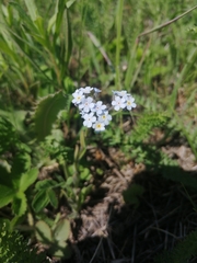 Myosotis imitata