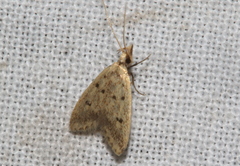 Atheropla decaspila