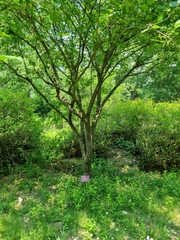 Euonymus hamiltonianus