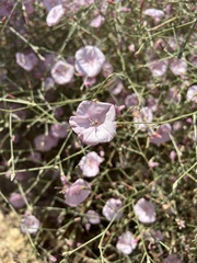 Convolvulus dorycnium