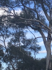 Dacelo novaeguineae novaeguineae