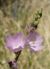 Sidalcea covillei