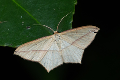 Timandra convectaria