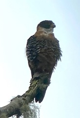 Falco deiroleucus