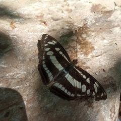 Athyma opalina opalina