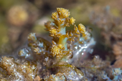 Ericaria selaginoides