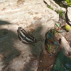 Athyma opalina opalina