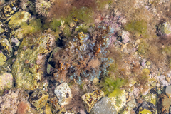 Ericaria selaginoides