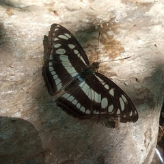 Athyma opalina opalina