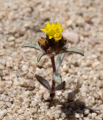 Orochaenactis thysanocarpha