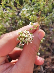 Leucopogon pulchellus