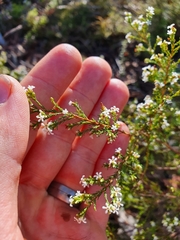 Leucopogon pulchellus