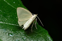 Lomographa claripennis