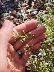 Leucopogon pulchellus