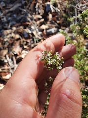Leucopogon pulchellus
