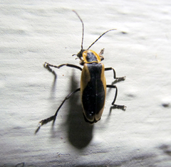 Chauliognathus distinguendus